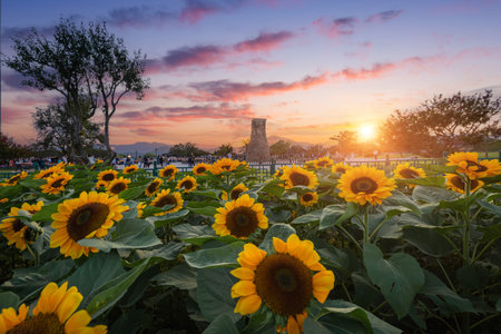 Sunflower at sunset Near Cheomseongdae in Gyeongju, Gyeongsangbuk-do, South Korea.の写真素材