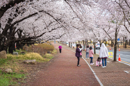 Beautiful cherry blossom tunnel and cherry trees on both sides of the road at the Cherry Blossom Festival in Gyeongju, South Korea.のeditorial素材