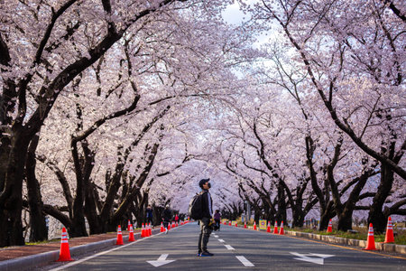 Beautiful cherry blossom tunnel and cherry trees on both sides of the road at the Cherry Blossom Festival in Gyeongju, South Korea.のeditorial素材