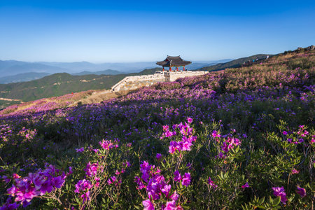 spring view of pink azalea flowers at Hwangmaesan Mountain with the background of mountain range near Hapcheon-gun, South Korea.の写真素材