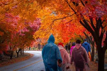 Tourists in Autumn in Korea, Colorful autumn with beautiful maple leaf at Naejangsan national park, South Korea.の写真素材