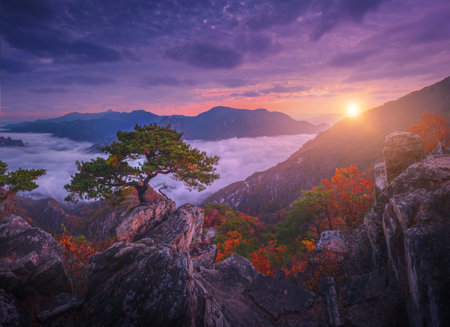 Autumn in Korea, Pine trees towering on the rocks atop Jebibong. In the morning, a sea of mist flows through the river in the valley In the autumn of Waraksan Mountain National Park, South Korea.の写真素材