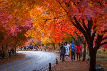 Tourists in Autumn in Korea, Colorful autumn with beautiful maple leaf at Naejangsan national park, South Korea.の写真素材