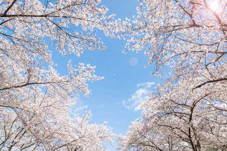 sakura flowers (cherry blossom flower) of pink color on sunny backdrop. Beautiful nature spring background with a branch of blooming sakura. With blue sky as a backdrop.の写真素材