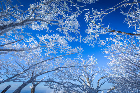 Snow on the branches of trees on the top of Deogyusan mountains near Muju on a clear day in winter, South Korea.の写真素材