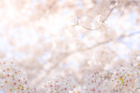 Cherry blossom  flower in spring for background or copy space for textの写真素材