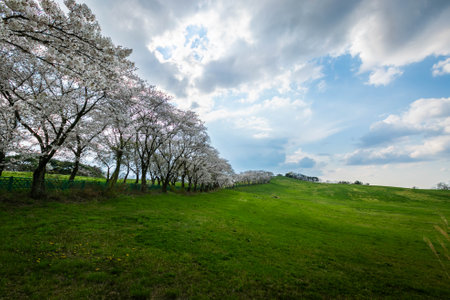 cherry blossom trees in blooming in Seosan farm, Seosan, South Korea.の写真素材