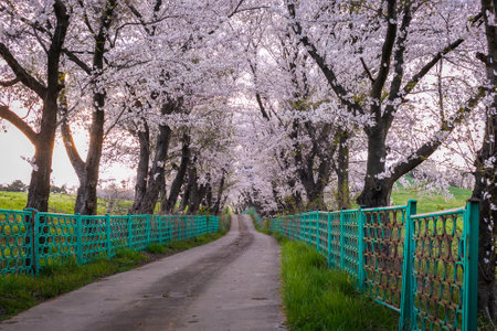 cherry blossom trees in blooming in Seosan farm, Seosan, South Korea.の写真素材