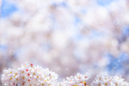 Cherry blossom  flower in spring for background or copy space for textの写真素材