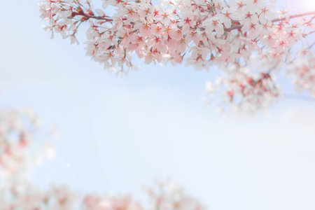 sakura flowers (cherry blossom flower) of pink color on sunny backdrop. Beautiful nature spring...