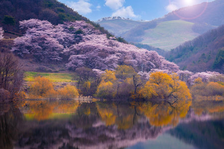 Korea in Spring and cherry blossom trees around Yongbi Lake in Seosan, South Korea.の写真素材