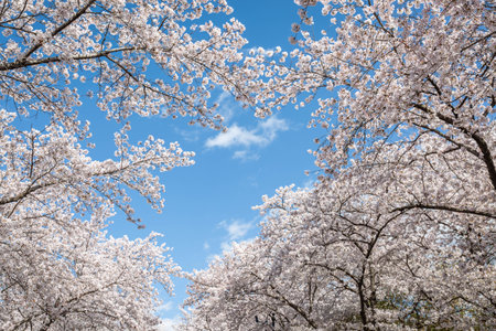 sakura flowers (cherry blossom flower) of pink color on sunny backdrop. Beautiful nature spring background with a branch of blooming sakura.の写真素材