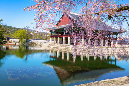 Gyeongbokgung palace with cherry blossom tree in spring time in seoul city of korea, south korea.の写真素材