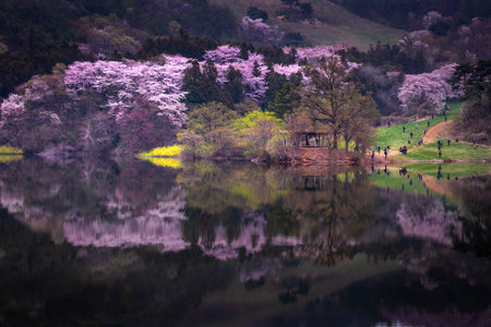 Spring in Korea and cherry blossom trees around Yongbi Lake in Seosan, South Korea.の写真素材