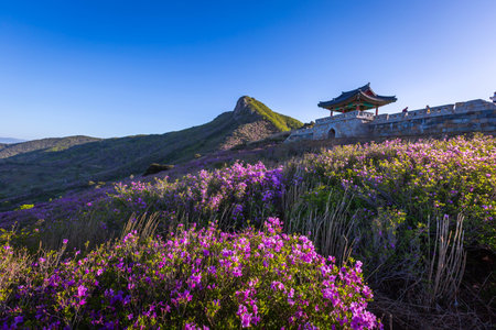 spring view of pink azalea flowers at Hwangmaesan Mountain with the background of mountain range near Hapcheon-gun, South Korea.の写真素材