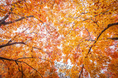 maple leaves colorful, abstract for background or copy space for text