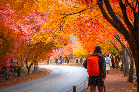 Autumn in Korea, Colorful autumn with beautiful maple leaf at Naejangsan national park, South Korea.の写真素材