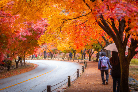 Autumn in Korea, Colorful autumn with beautiful maple leaf at Naejangsan national park, South Korea.の写真素材