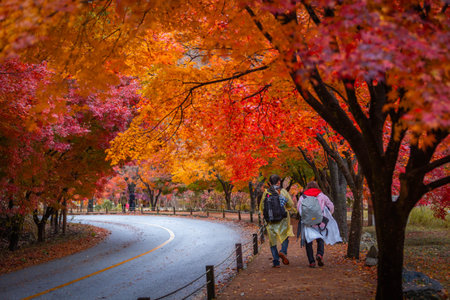 Autumn in Korea, Colorful autumn with beautiful maple leaf at Naejangsan national park, South Korea.の写真素材