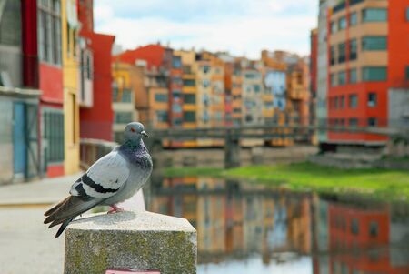 Pigeon  close up on the background Colorful red, orange and yellow houses and bridge through river Onyar in Girona, Catalonia, Spain. Pigeon in city. Bird of the worldの写真素材