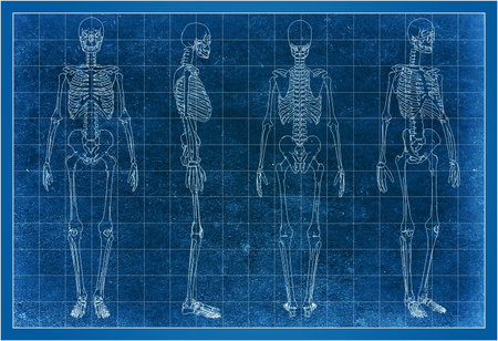 3d wireframe of skeletonの写真素材