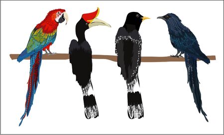 vector set of colorful birds のイラスト素材