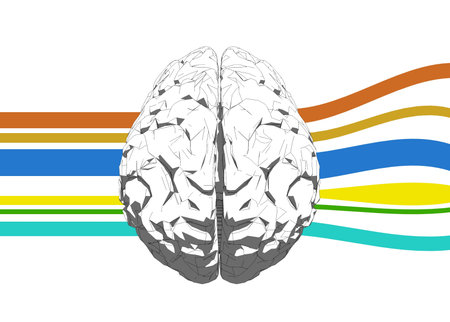 Left and right part of human brain 