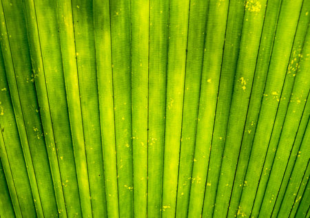 leaf texture backgroundの写真素材