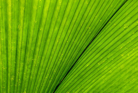 leaf texture background