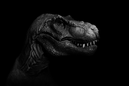 Tyrannosaurus Rex close up on dark background.の写真素材