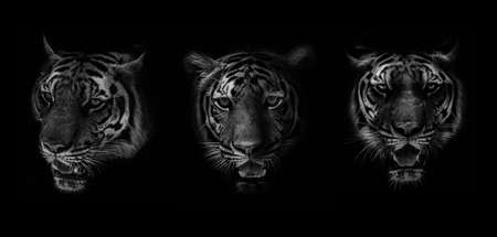 Tiger head. Black and white tiger portrait isolated on black background.の写真素材