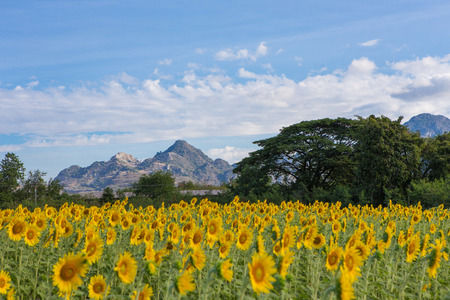 Sunflower field with mountains and sky backgroundの写真素材