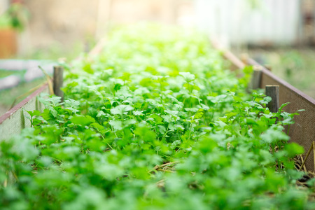 Selective focus of coriander in vegetable plot backgruondの写真素材