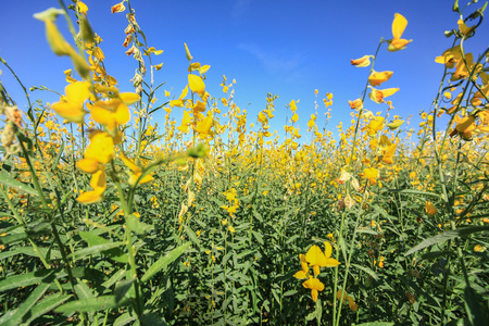 Sunhemp field in blue sky backgroundの写真素材