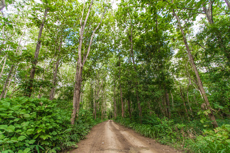Rural road in the jungle backgroundの写真素材