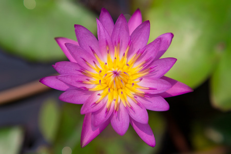 Beautiful Purple lotus bloomの写真素材