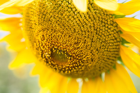 Sunflower pollen closeup texture backgroundの写真素材