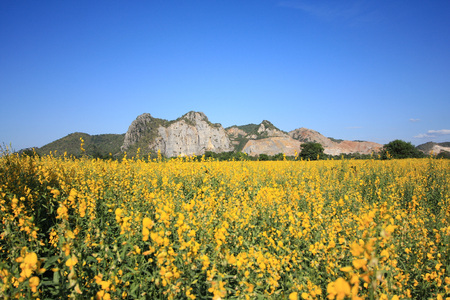 Sunhemp field in blue sky and mountainの写真素材