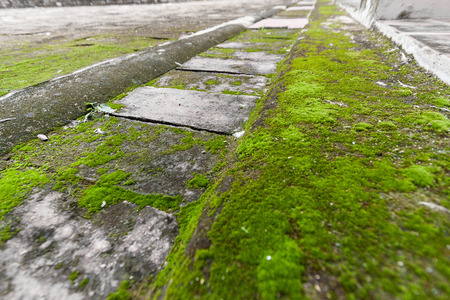Lichen, moss On the concrete floor texture backgroundの写真素材