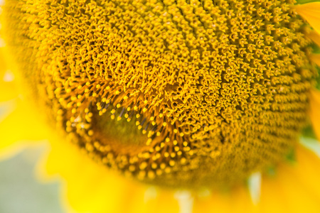Sunflower pollen closeup texture backgroundの写真素材