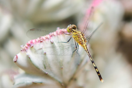 Close up of Beautiful Dragonfly on cactus