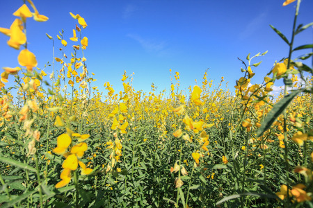 Sunhemp field in blue sky backgroundの写真素材