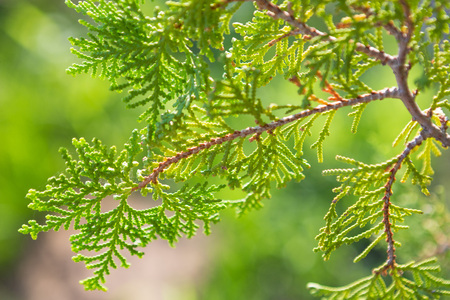 Close up of Orientali Arborvitae on background blurredの写真素材