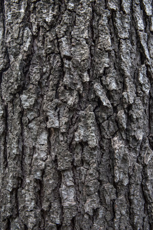 Tree bark texture background