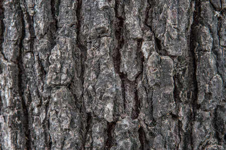 Tree bark texture background