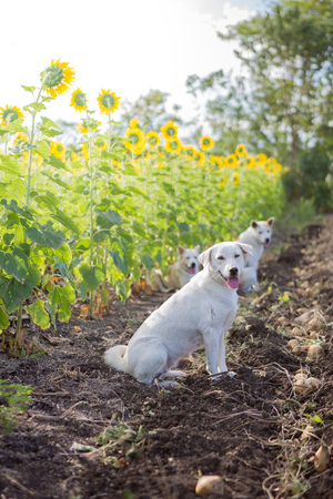 Three white dogs in the sunflower field and morning sunの写真素材