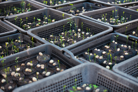 Sapling in the basket on blurred backgroundの写真素材