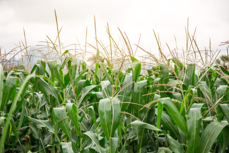 Beautiful cornfields on blurred background