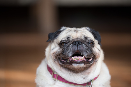 Pug dog funny face close upの写真素材