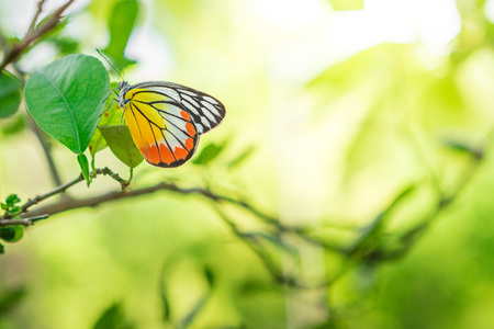 Beautiful butterfly on leaf with natural blurred backgroundの写真素材